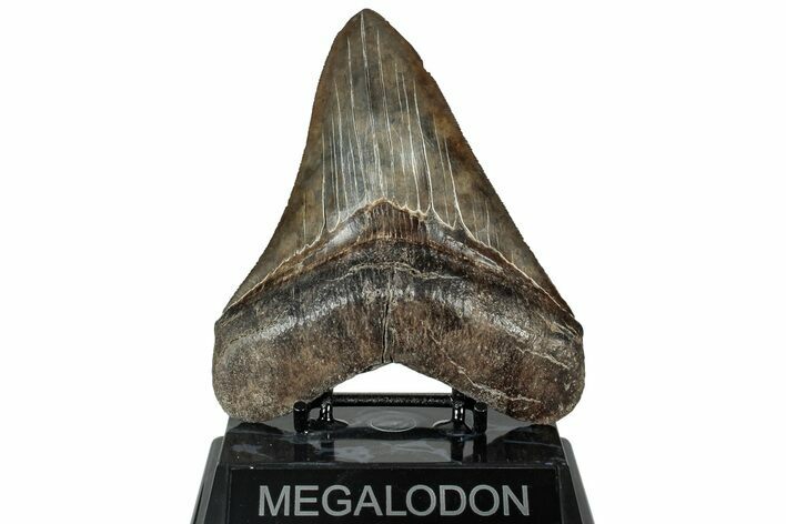 Serrated, Fossil Megalodon Tooth - South Carolina #315442